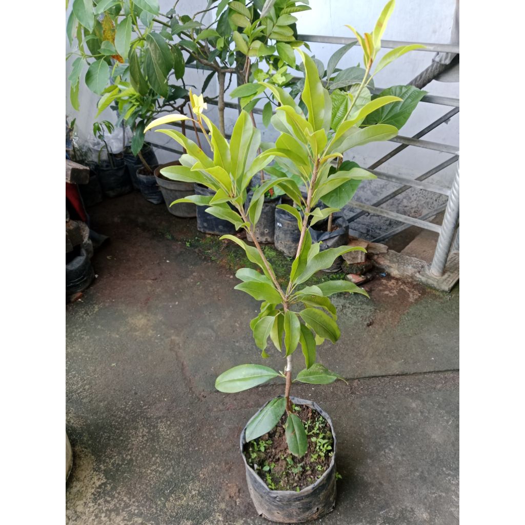 Bibit Sawo jumbo Alano