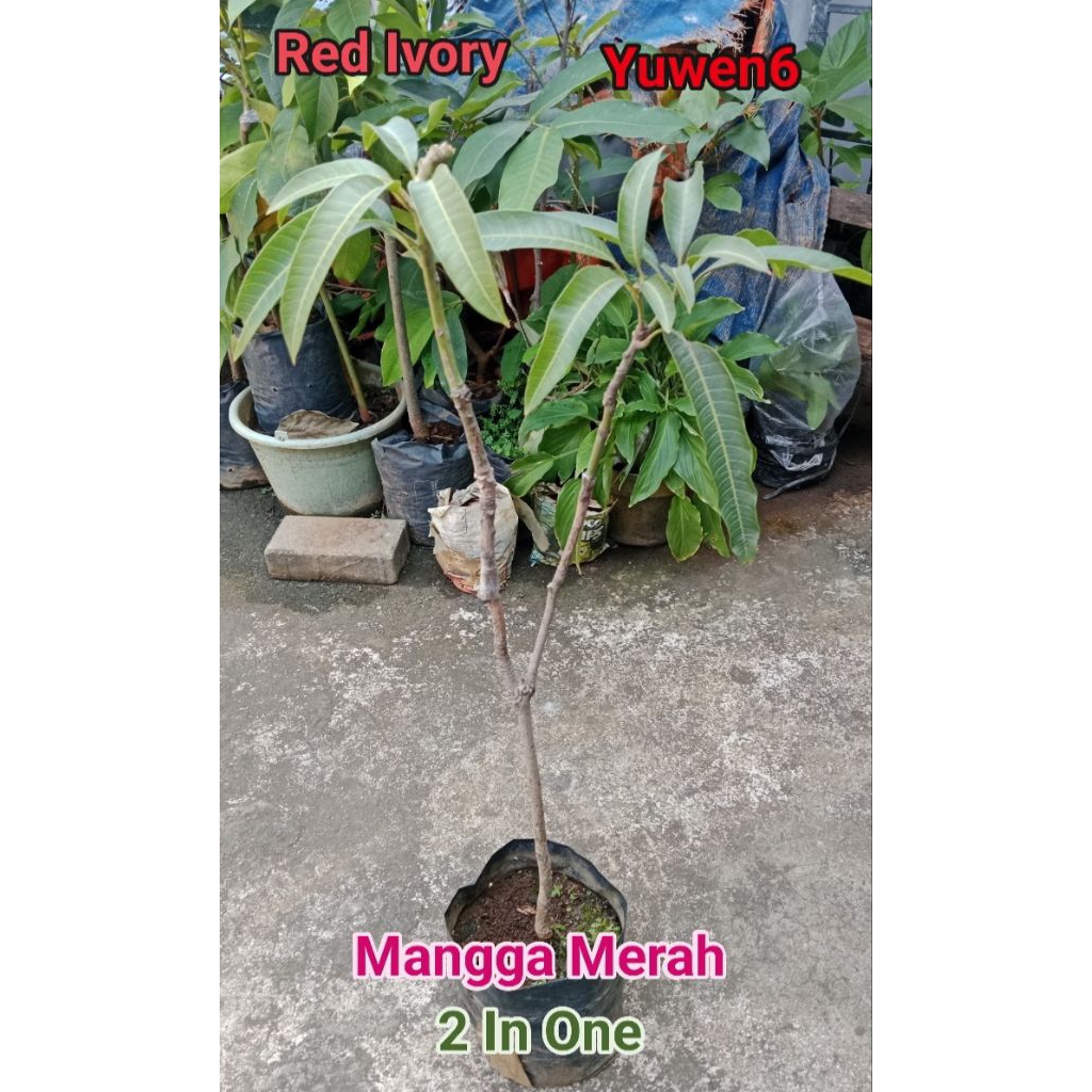 Bibit Mangga Kombinasi