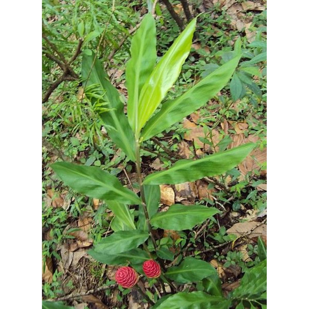 

bibit lempuyang | rempah-rempah herbal | produk pilihan