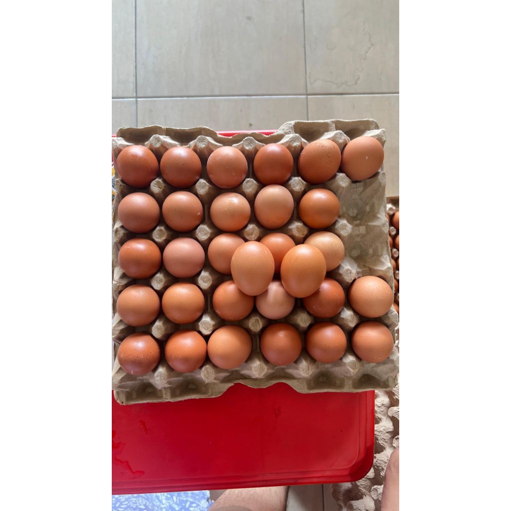 

Telur Ayam Grade B dan C