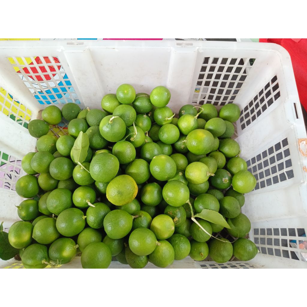 

1kg jeruk nipis segar