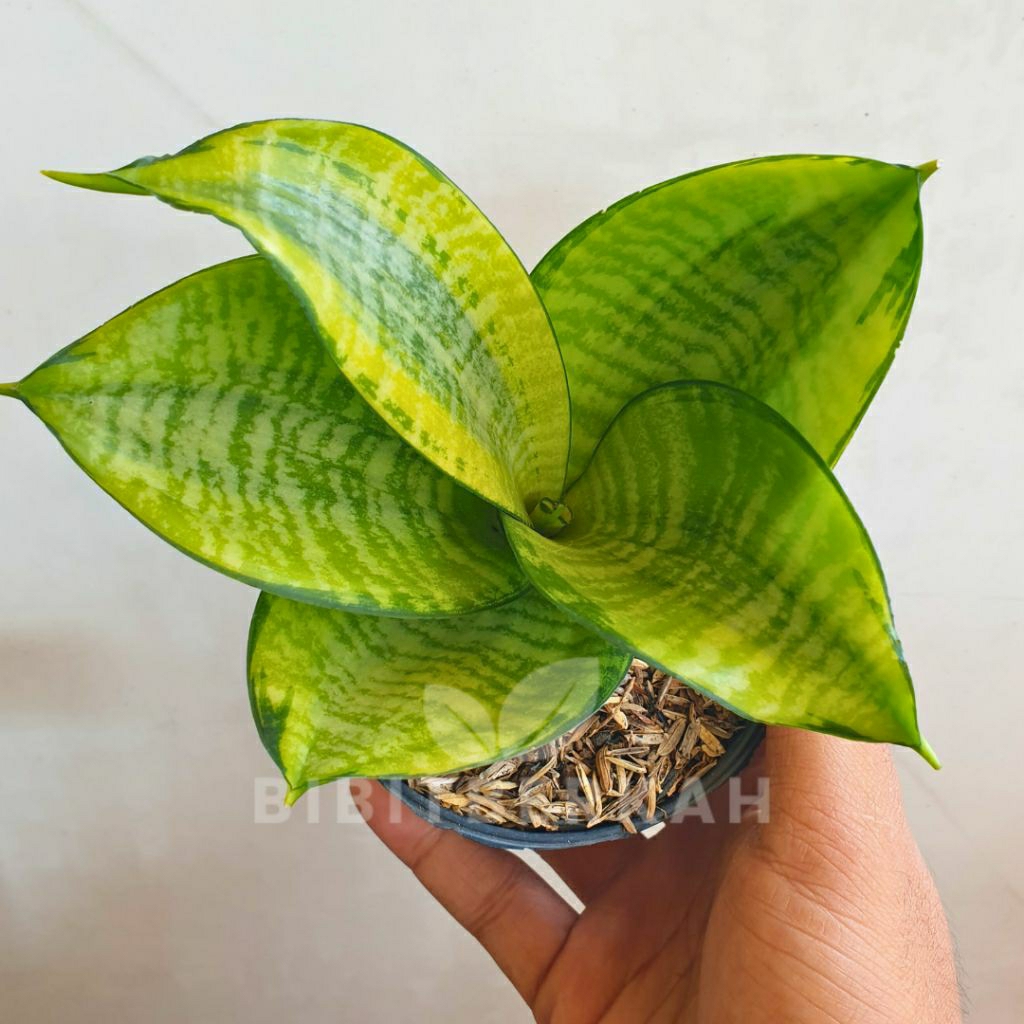 Sansevieria Hahnii Philippine / Philipine - Tanaman Hias Sansivera Lidah Mertua
