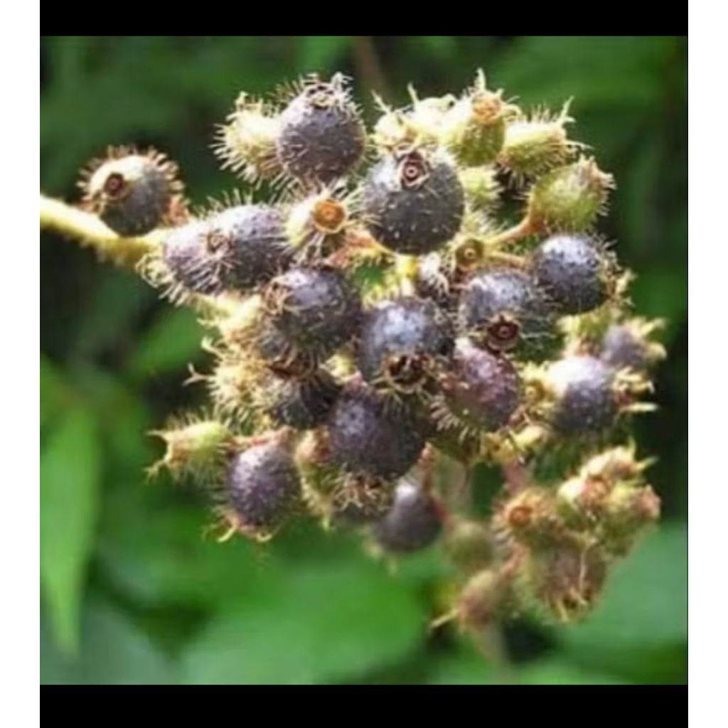 

Termurah Buah Harendong bulu / buah senggani atau senduduk obat Herbal per 250 gram