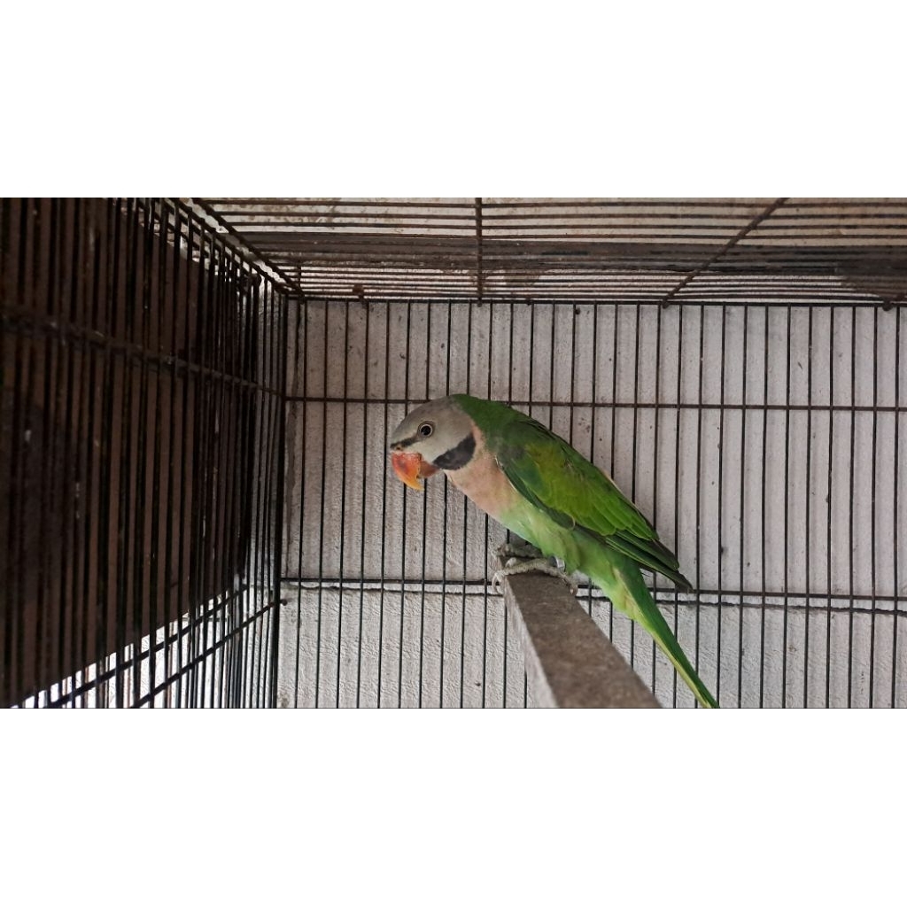 Betet Jawa Betina Dewasa