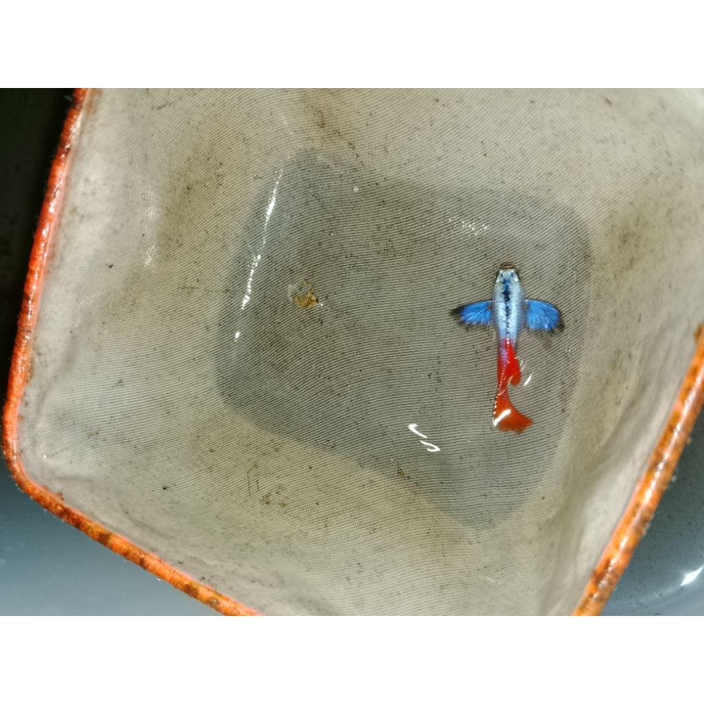 Ikan hias air tawar PRTDE