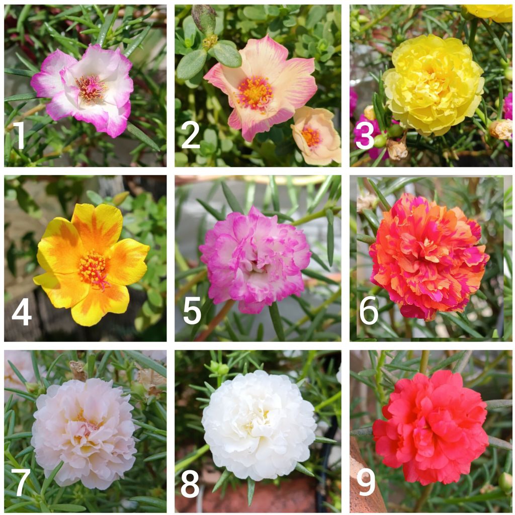 BIBIT STEK BUNGA PUKUL 9 / BUNGA PORTULACA /MOSS ROSE