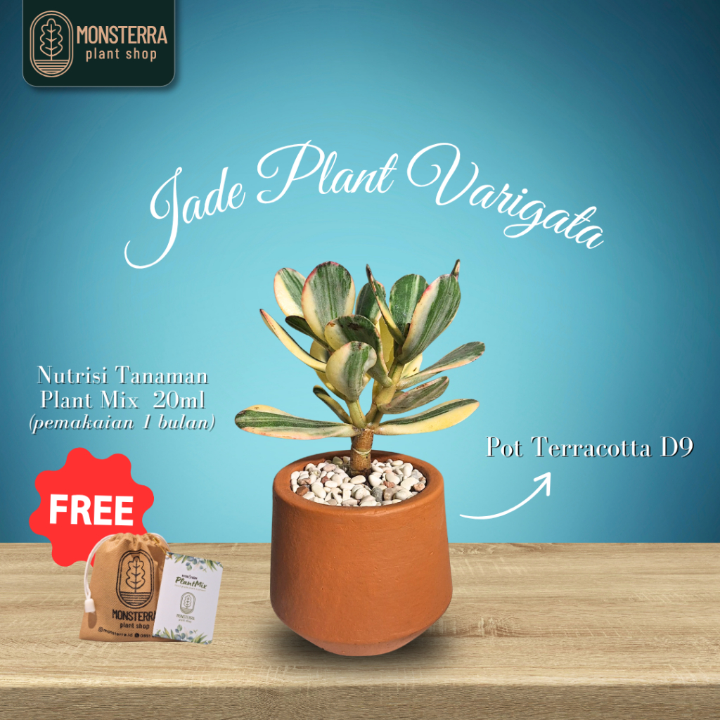 Jade Plant Varigata Tanaman Hias Pohon Giok Indoor Plant
