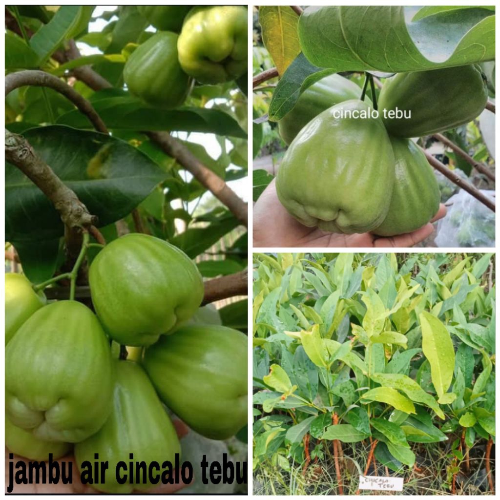 Bibit jambu air cincalo tebu