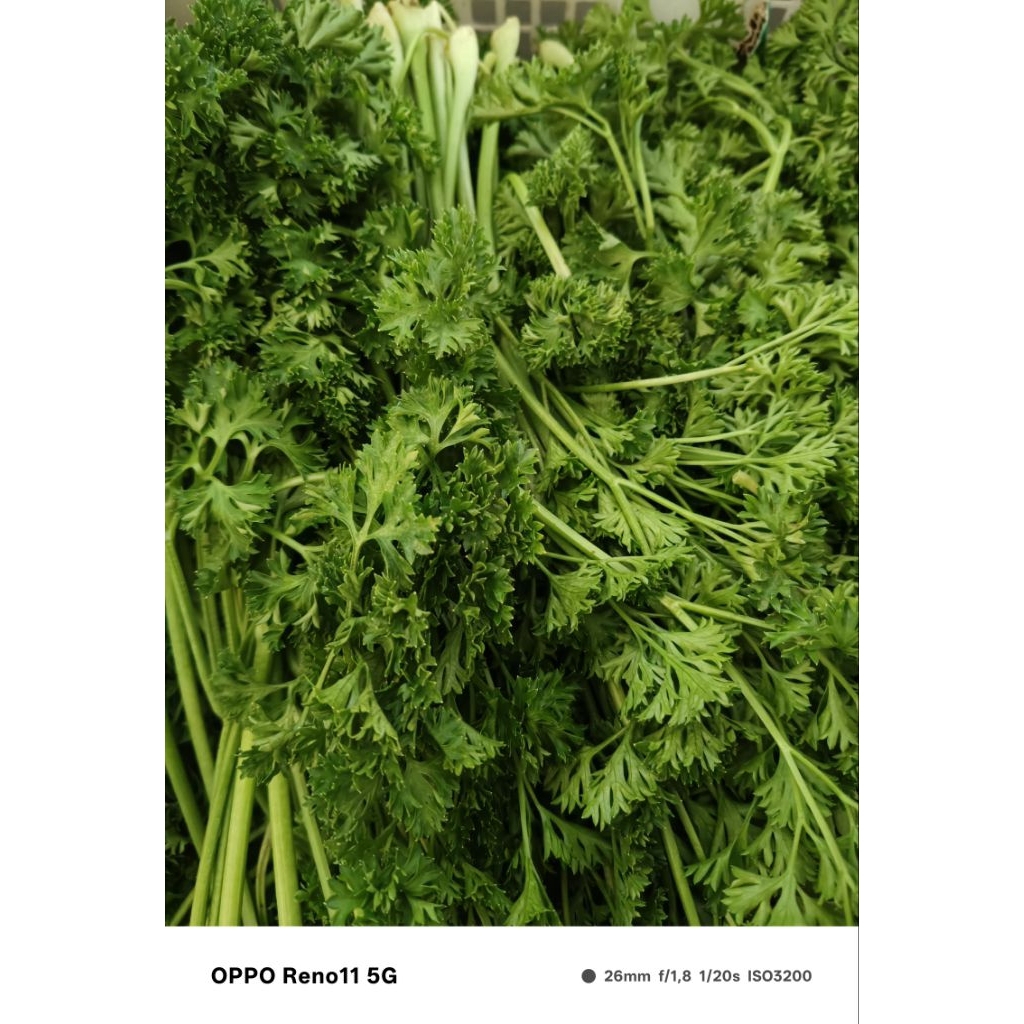 

parsley 500 gram
