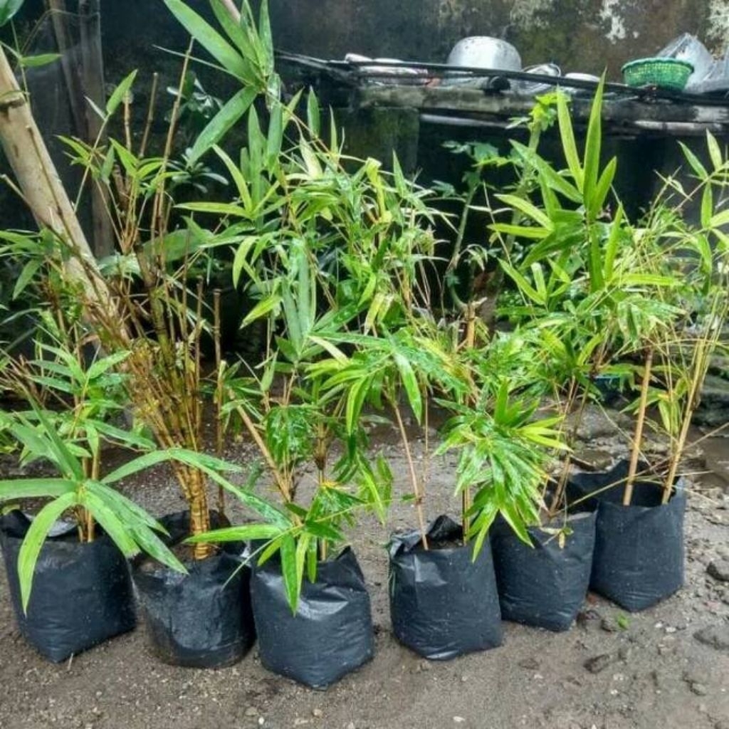 BIBIT BAMBU AMPEL/BAMBU KUNING