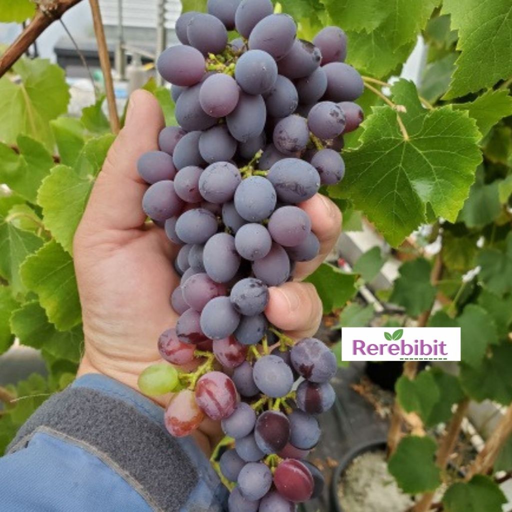 Bibit Anggur Jupiter Batang Besar