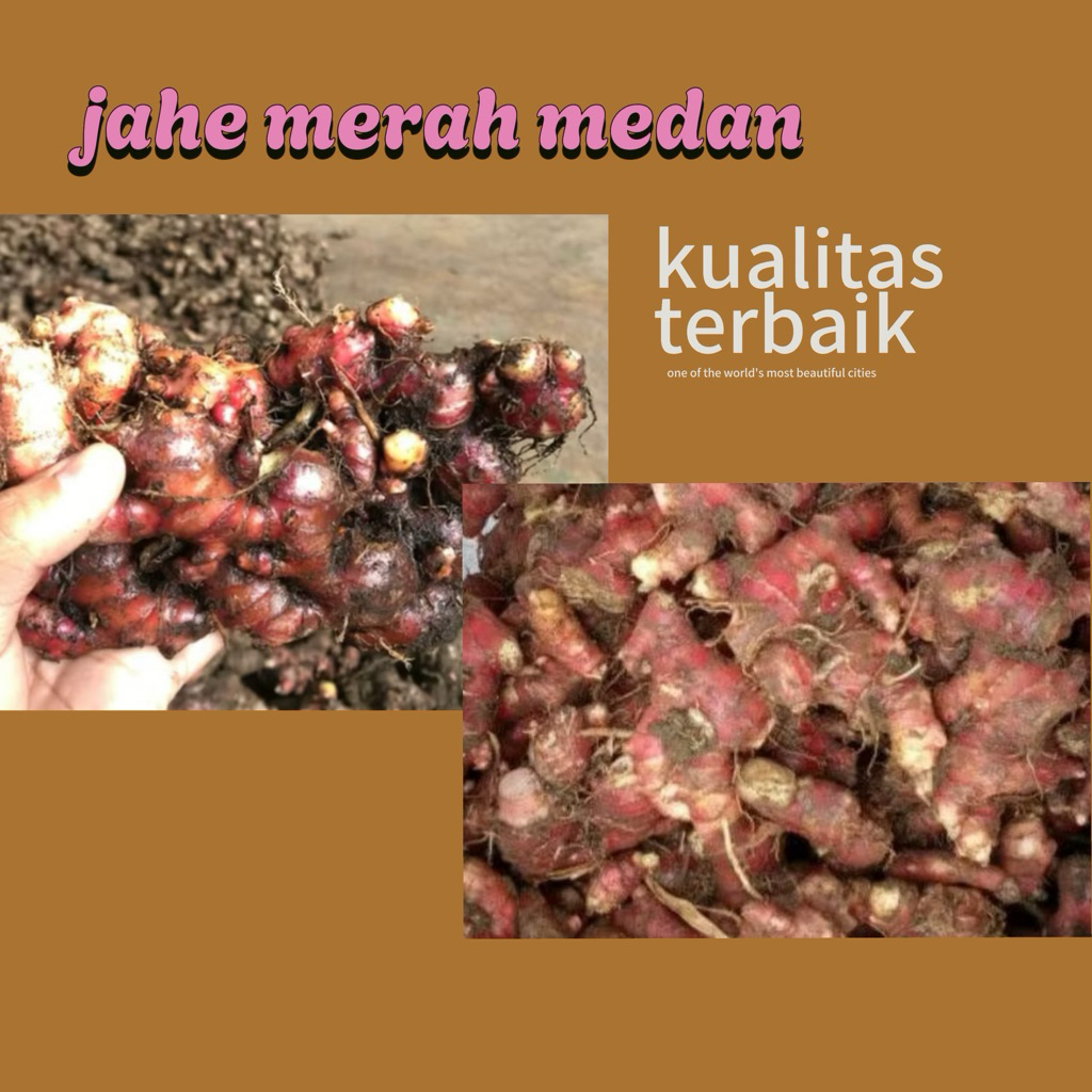 

Jahe Merah / Jahe merah medan / jahe merah segar 1 kg