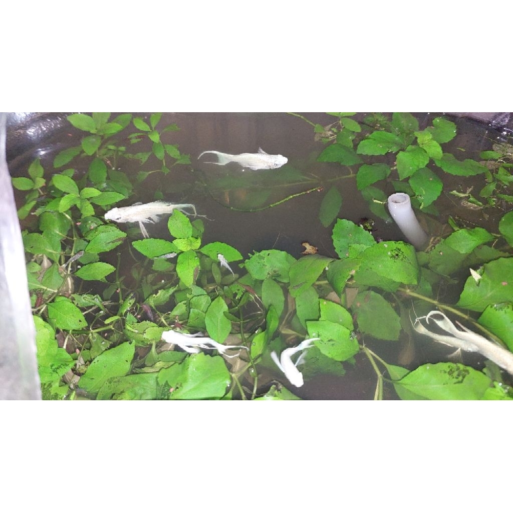 Ikan Molly Platinum Ekor Cawang