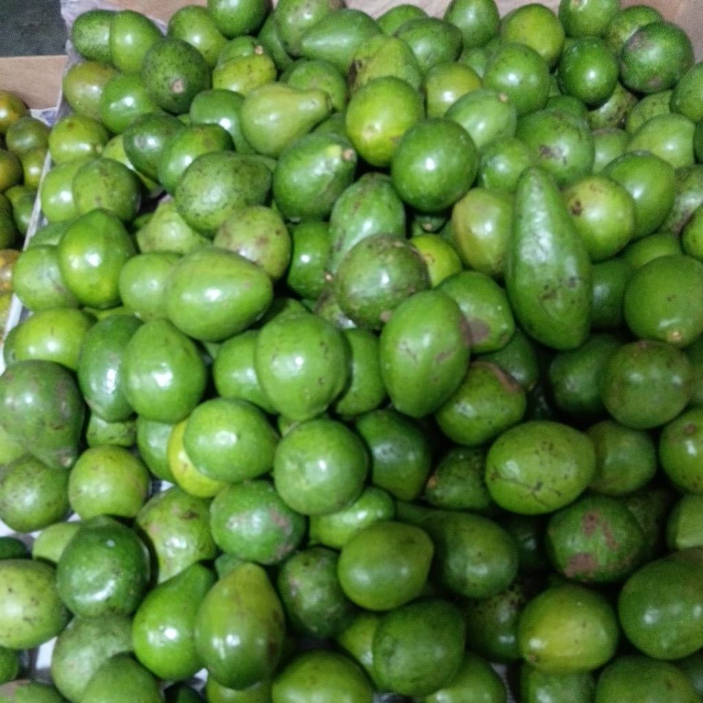 

alpukat mentega lampung