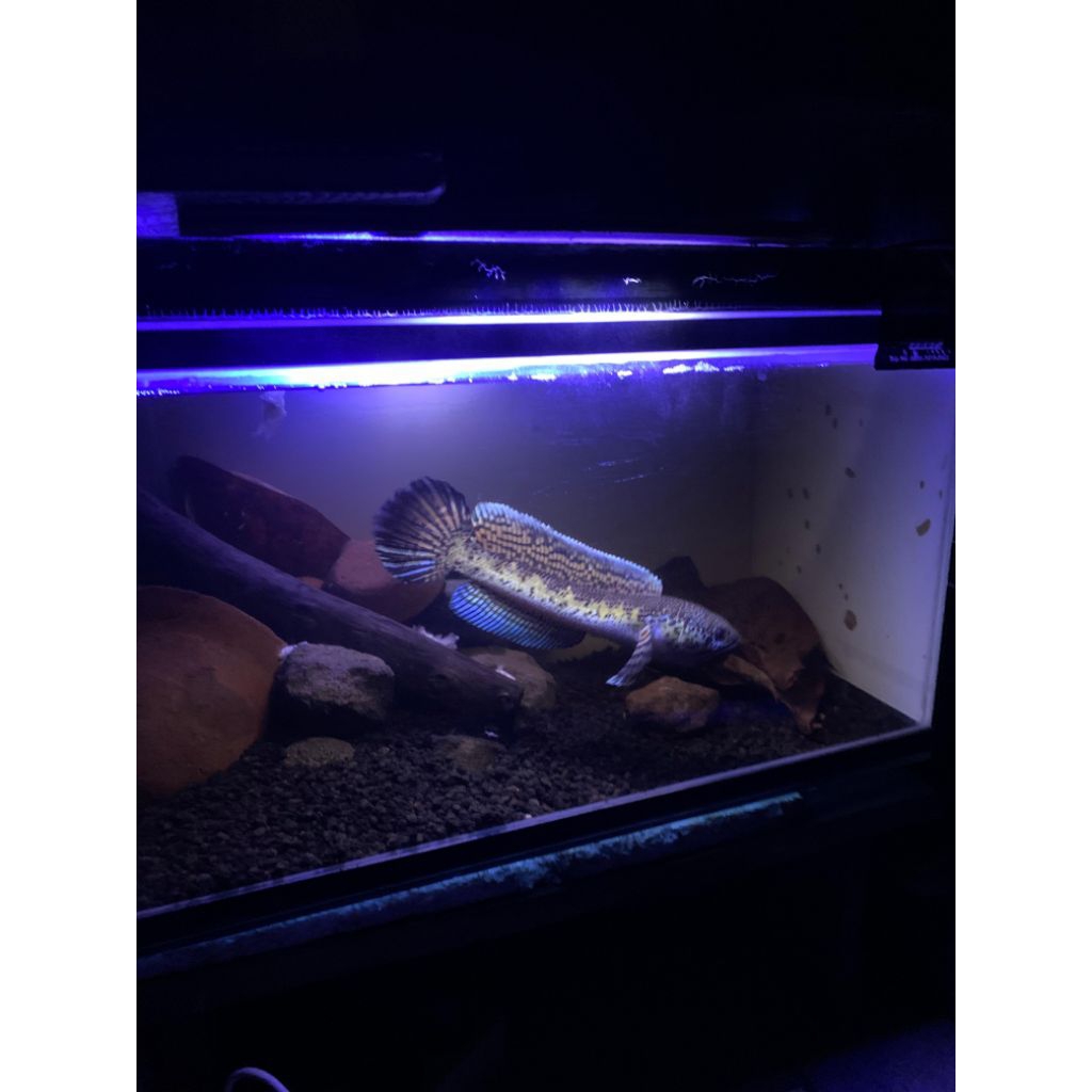 Channa Auranti Big Size