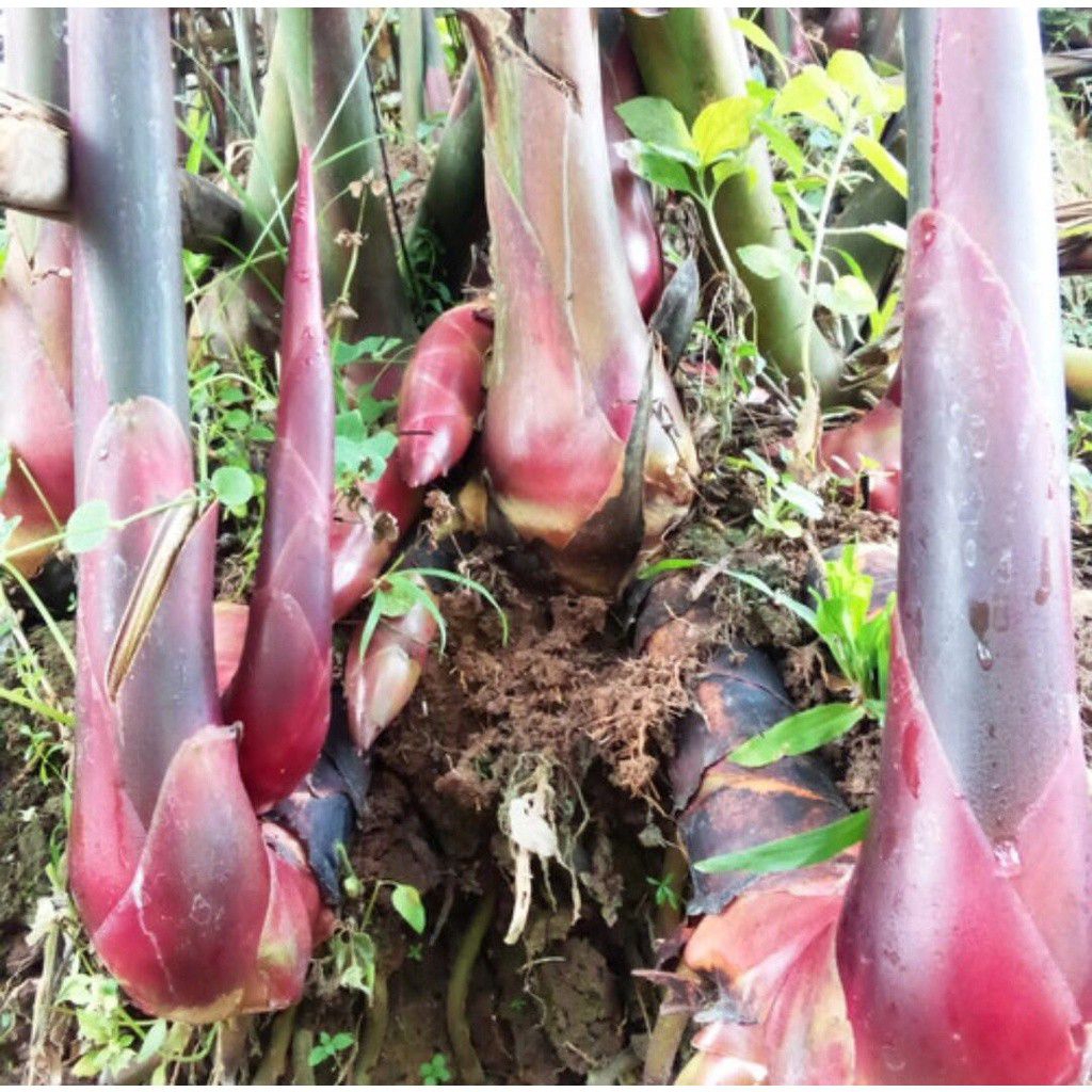 

Bibit kecombrang / Honje srap tanaman sudah berakar