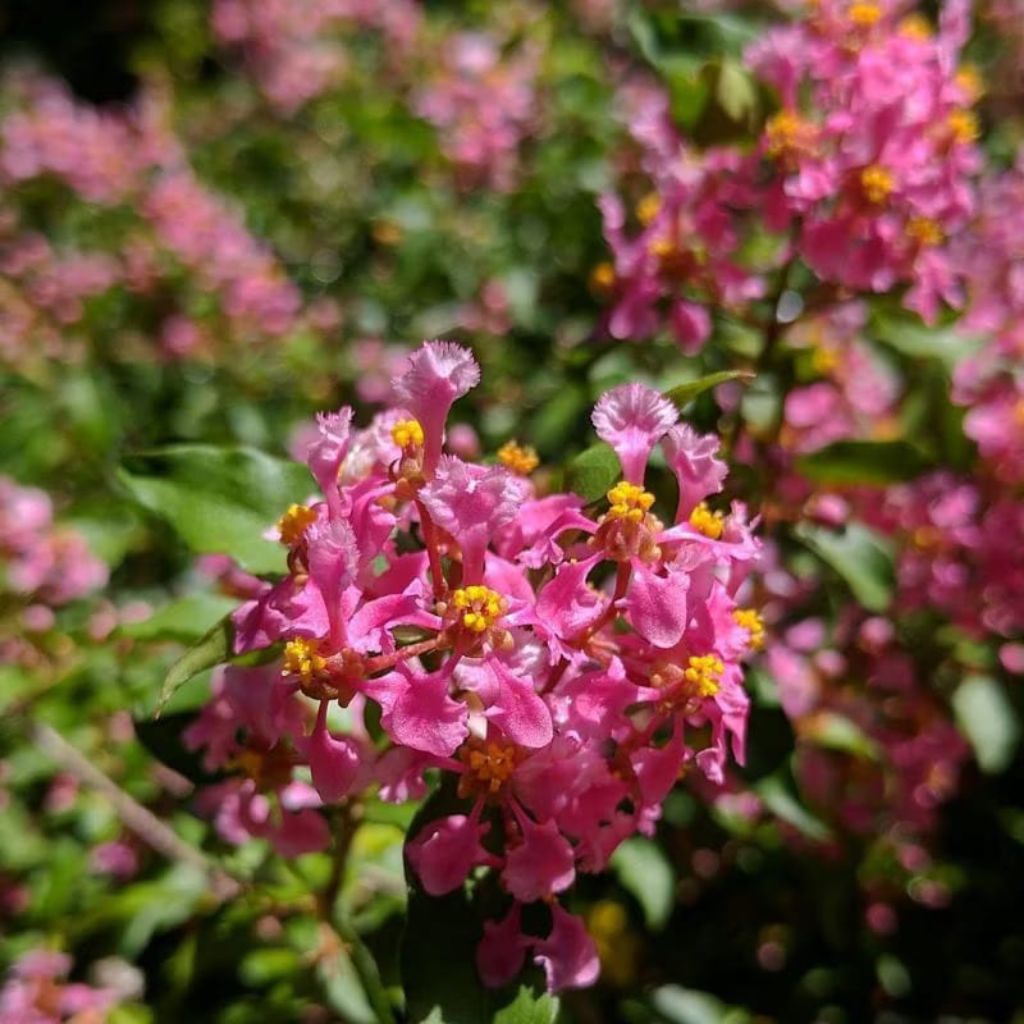 Bunga Sakura Mikro daun kecil / Sakura mini