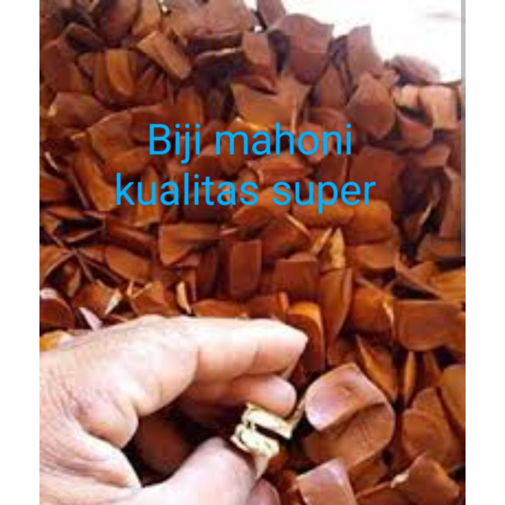 

sepaket isi 400 butir biji mahoni kualitas super