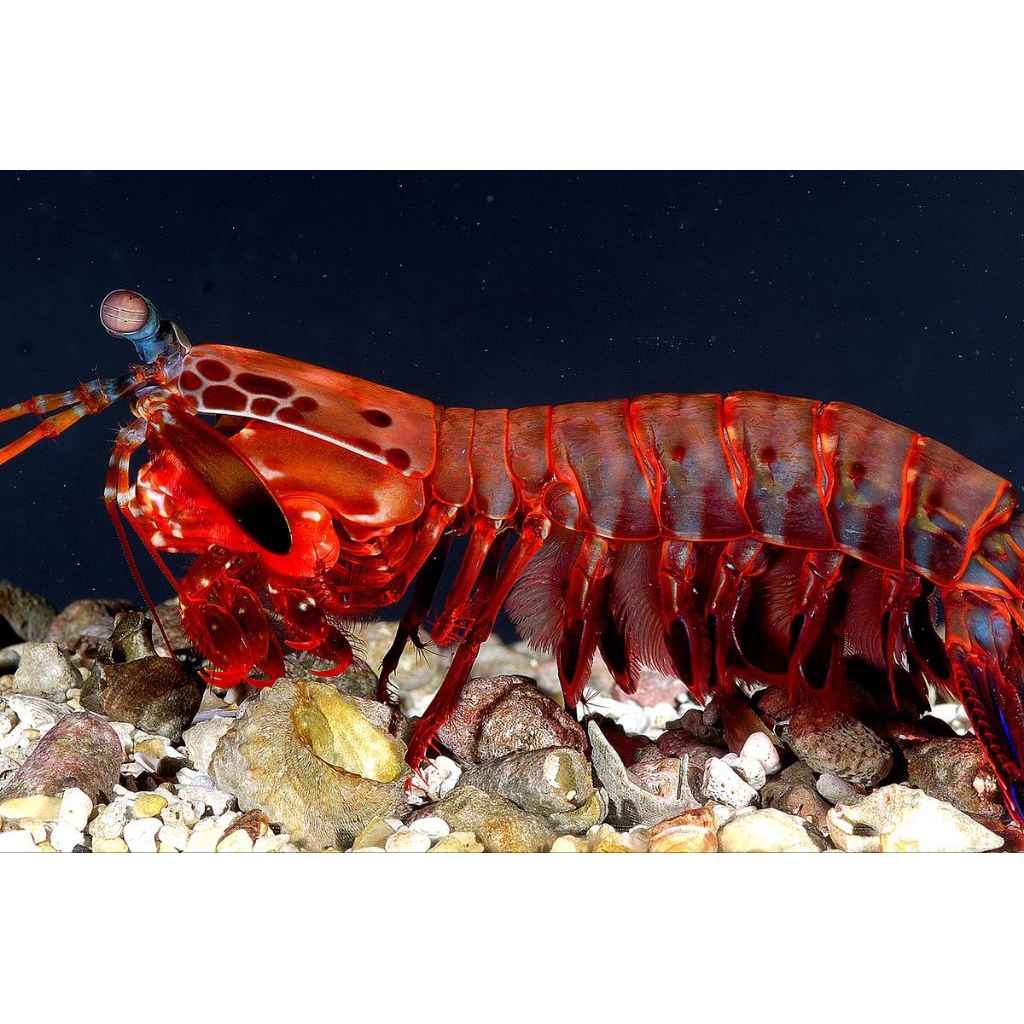 

UDANG HIAS LAUT/ UDANG PISTOL MANTIS