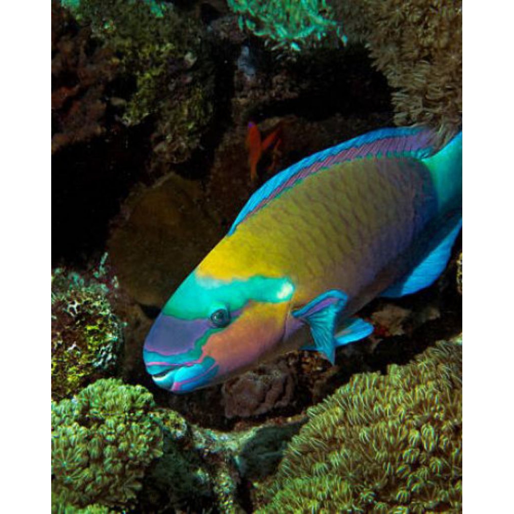 

IKAN HIAS LAUT KAKATUA HIJAU