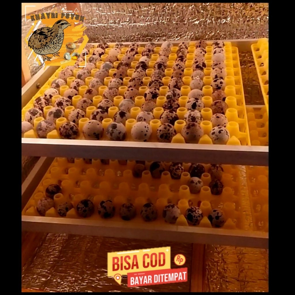 Telur Puyuh Fertil bibit Unggul untuk di tetaskan