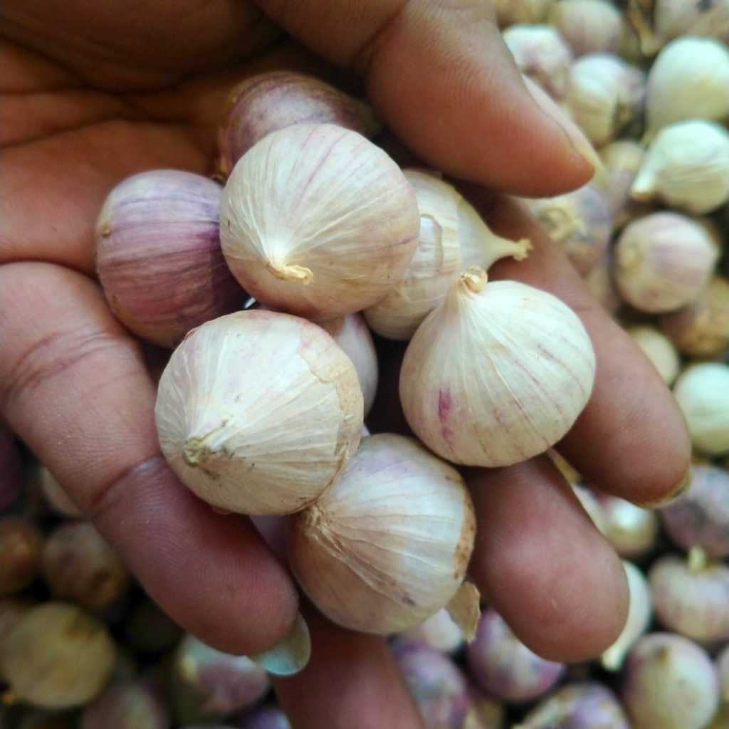 

Bawang Putih Tunggal Obat Herbal Import Kualitas SUPER Ukuran besar 2-2,5cm