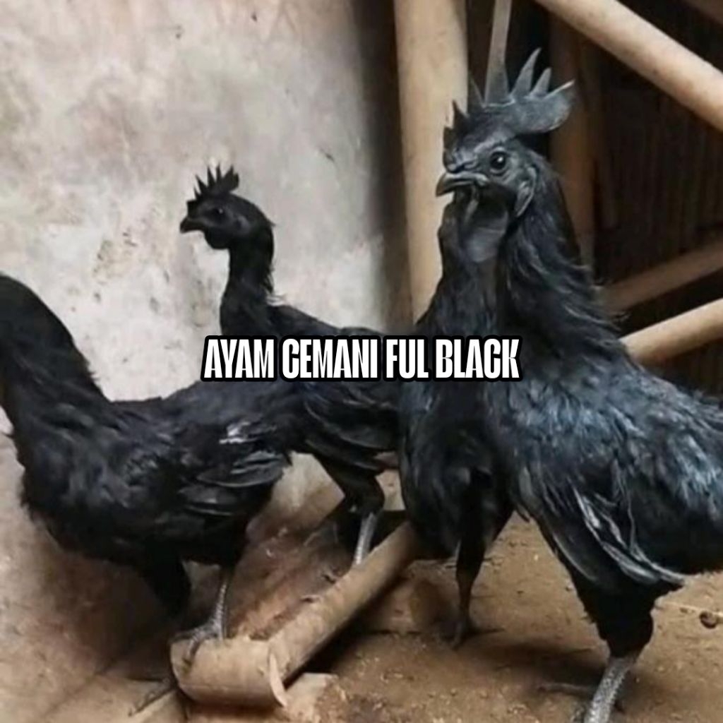 

telur fertil ayam cemani lidah hitam full siap tetas