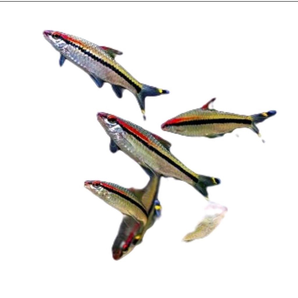 Ikan pontius Denisoni/ikan aquascape/ikan scooling