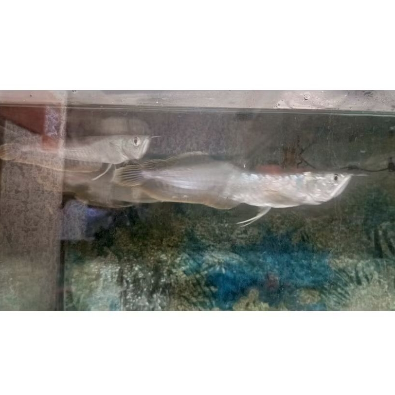 Arwana silver red sisa sortiran 18-20cm