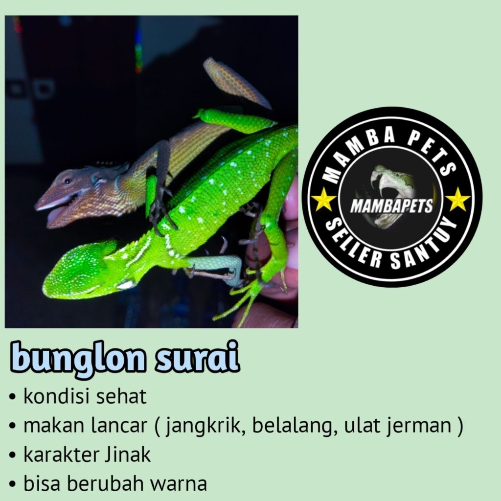 mainan bunglon surai hIdup bisa berubah warna