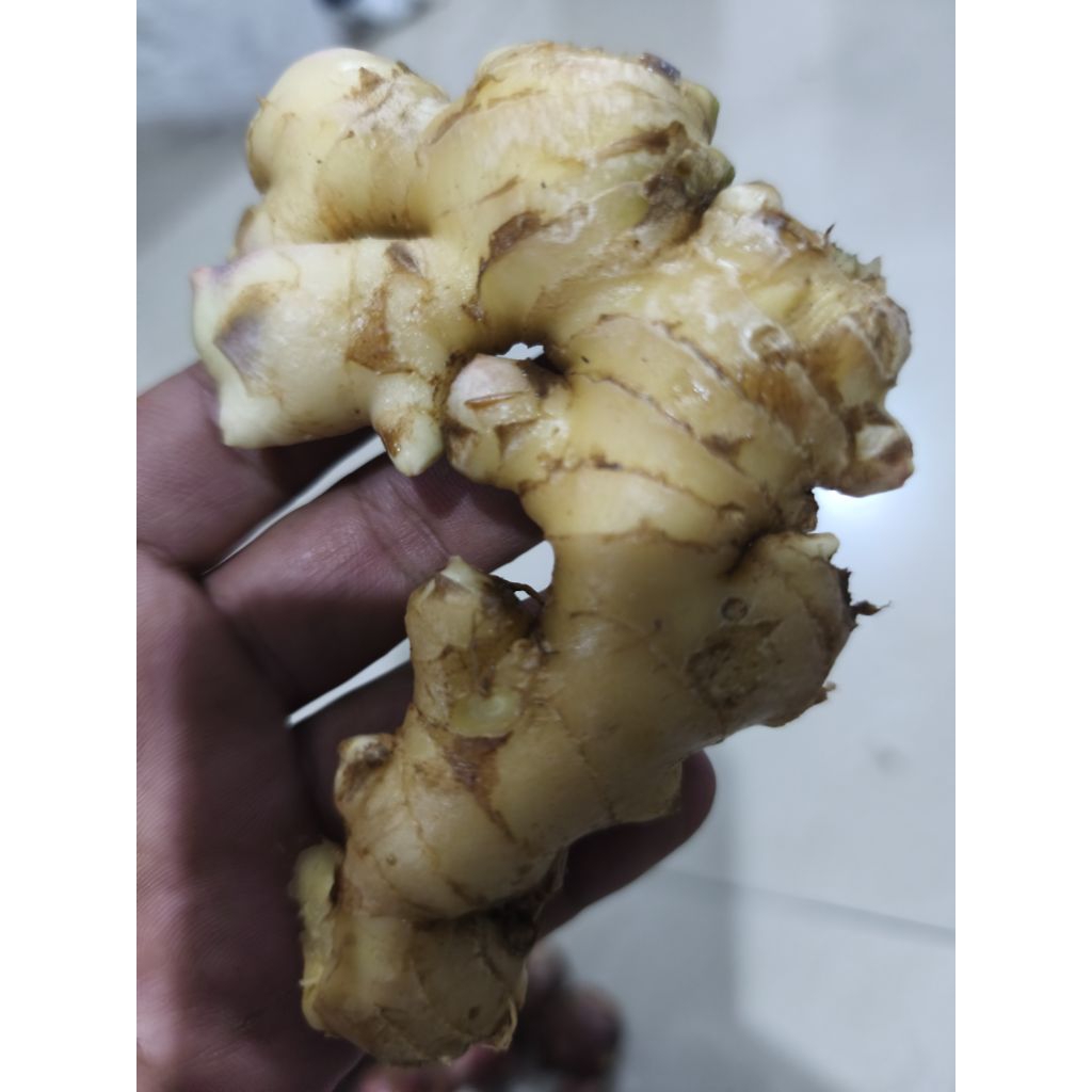 

JAHE GAJAH SEGAR 500 GRAM