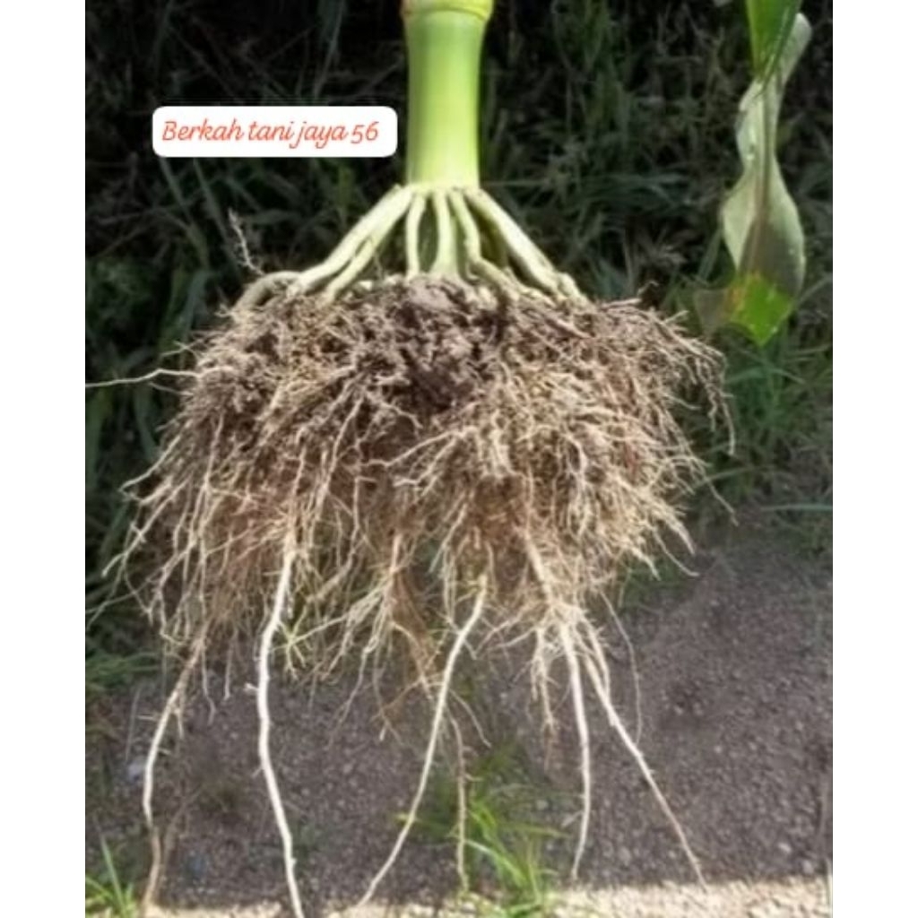 

HERBAL ALAMI 1KG AKAR JAGUNG