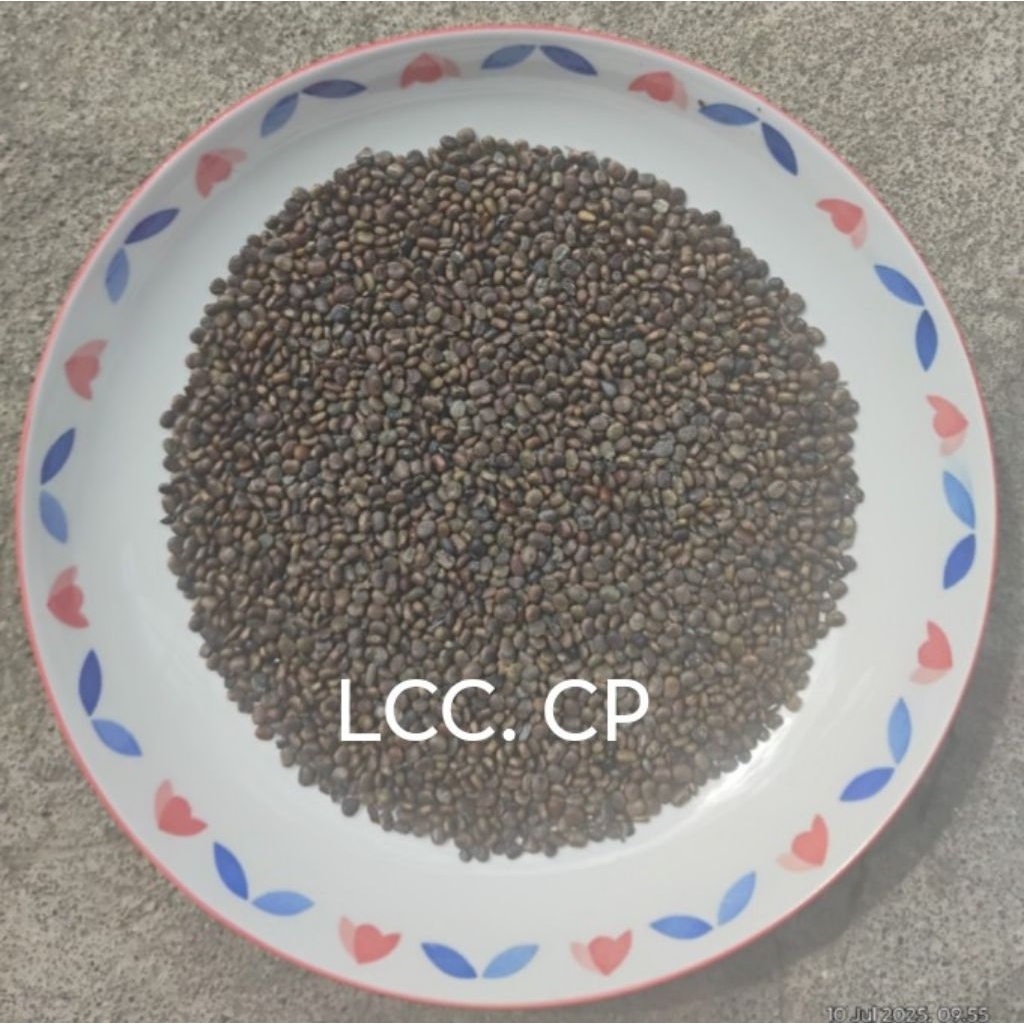 Biji Kacangan Centrosema pubescens (CP) 1 kg