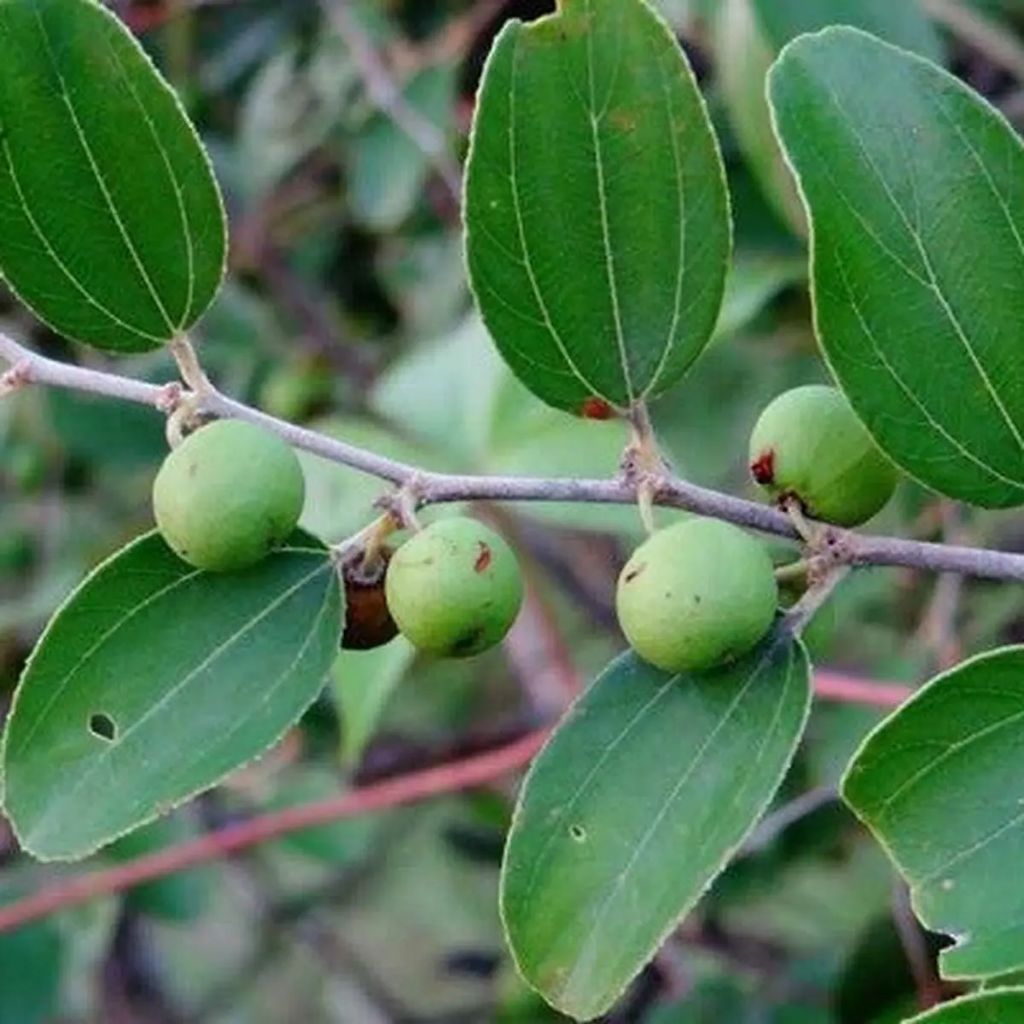 

Daun Bidara Segar Petik Langsung dari pohon