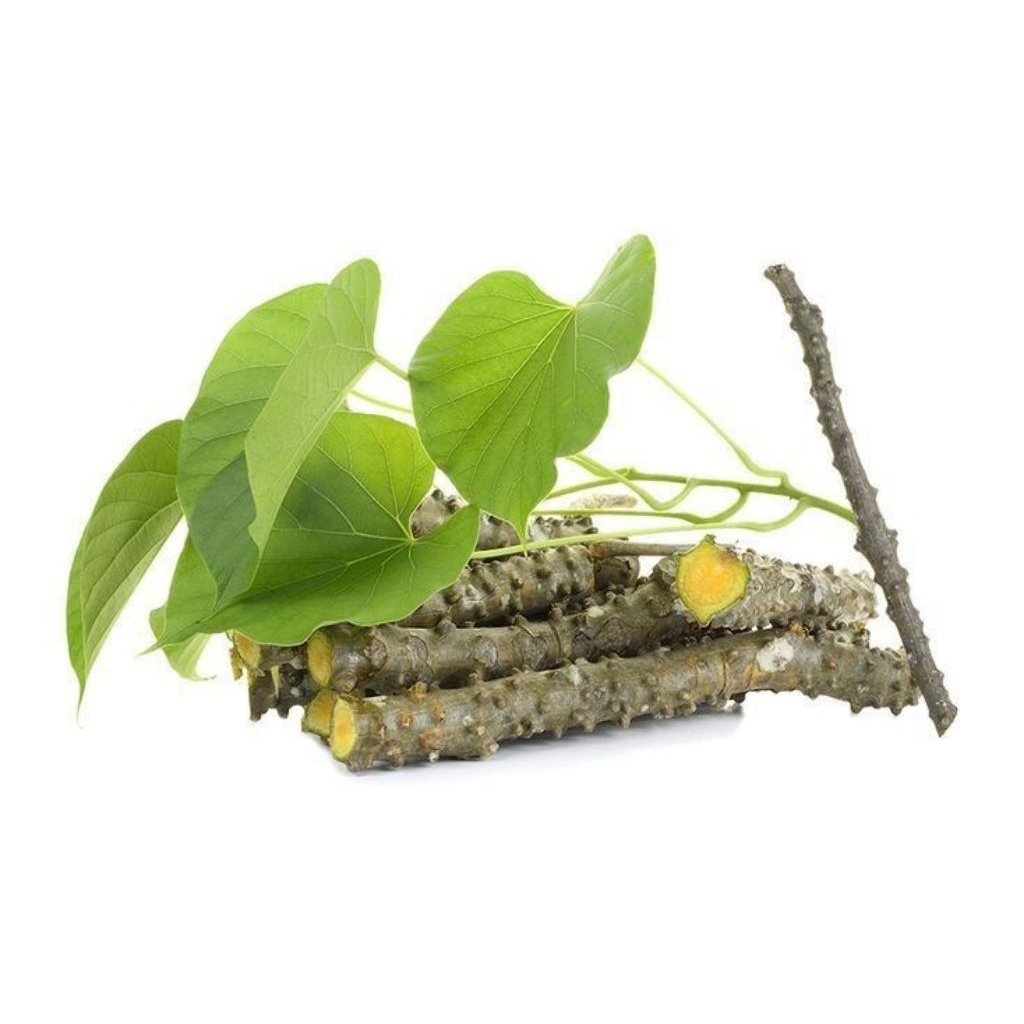 

stek batang bratawali(Tinospora cordifolia) | herbal segar | jamu herbal tradisional