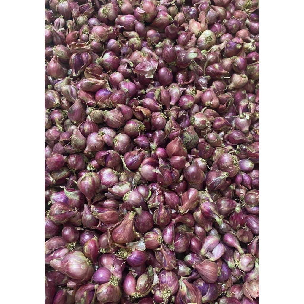 

BAWANG MERAH KERING LANGSUNG DARI PETANI TUBAN HASIL PANEN AWET DAN WANGI