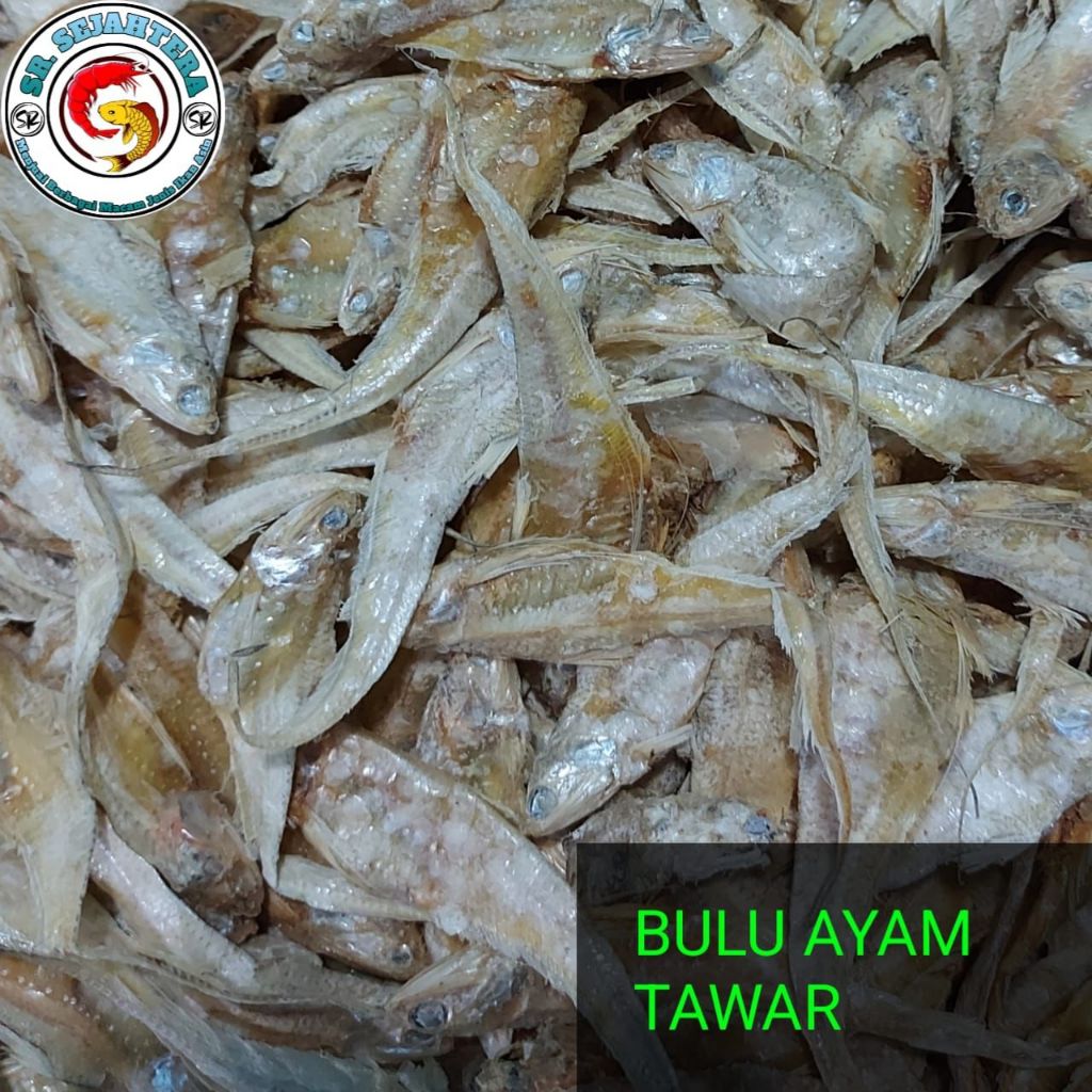

IKAN BULU AYAM TAWAR / IKAN ASIN BULU AYAM TAWAR