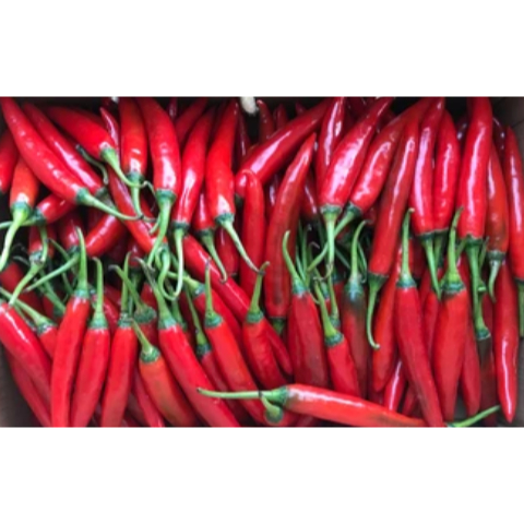 

cabe tanjung merah | JBP_Fresh