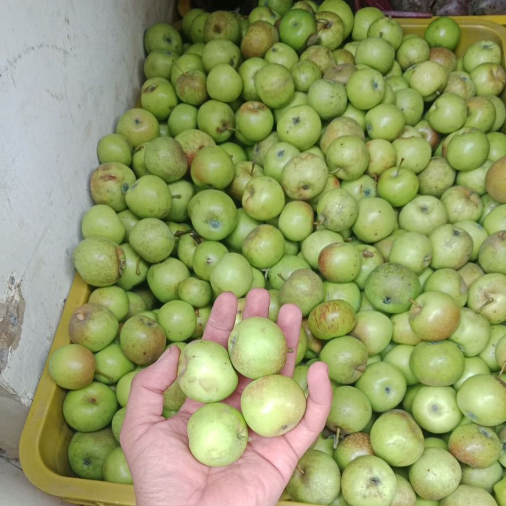 

Buah Apel mini Batu Malang 1 kg