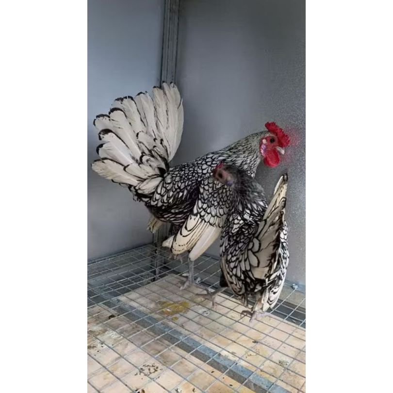 Ayam Batik Italy Sepasang Indukan Produksi atau Siapan - Batik italy