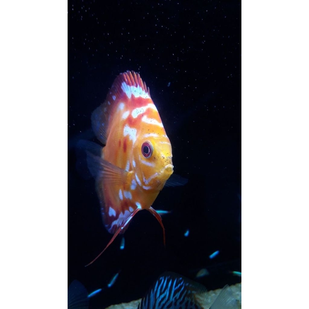 Discus Heckel / Hias Aquarium