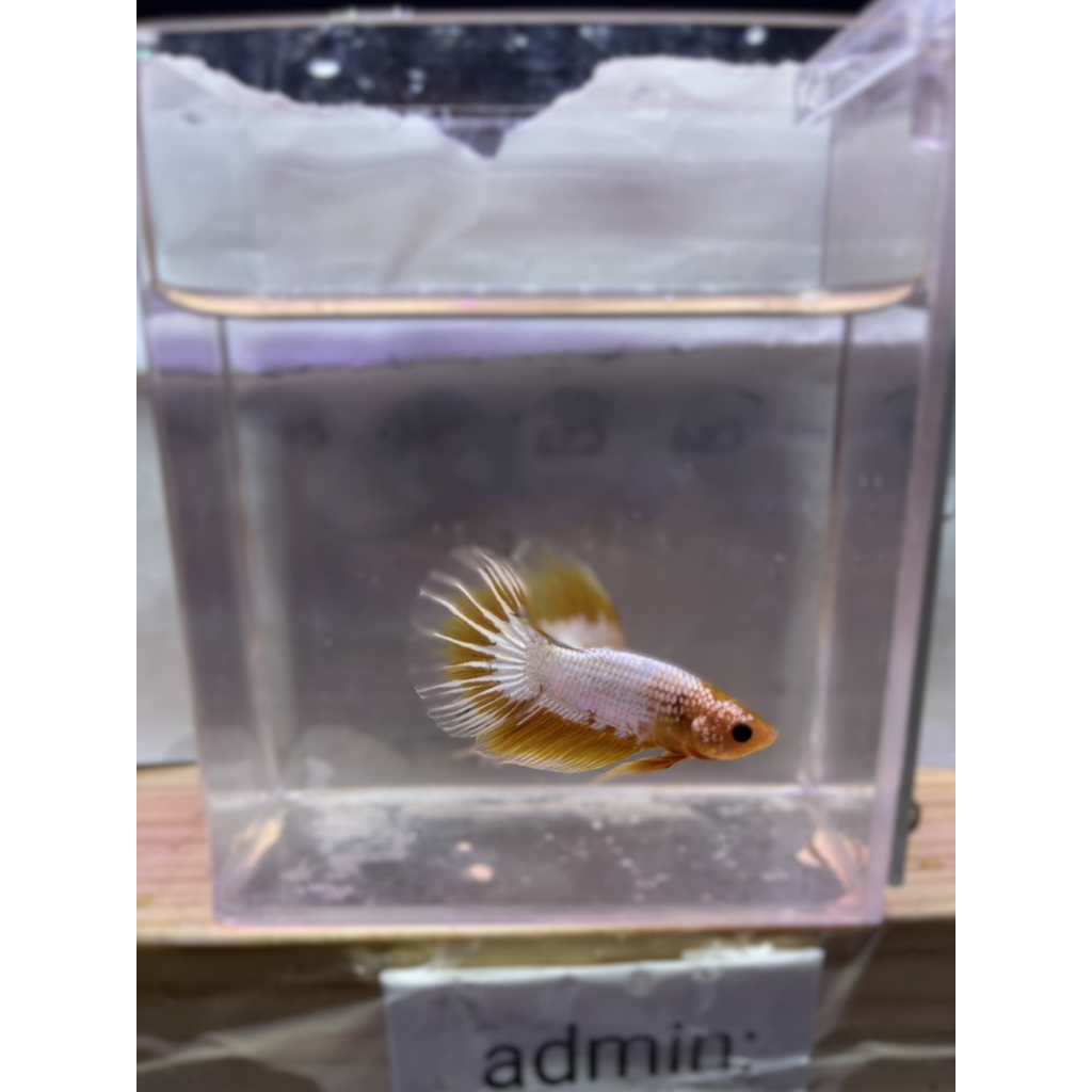 HALFMOON YELLOW FCCP