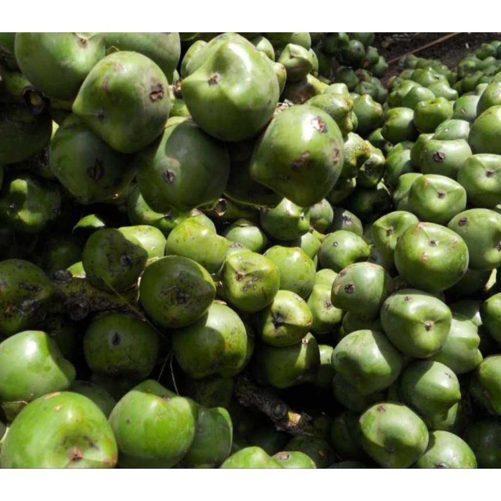 

Buah aren beluluk/caruluk segar petik langsung 1kg