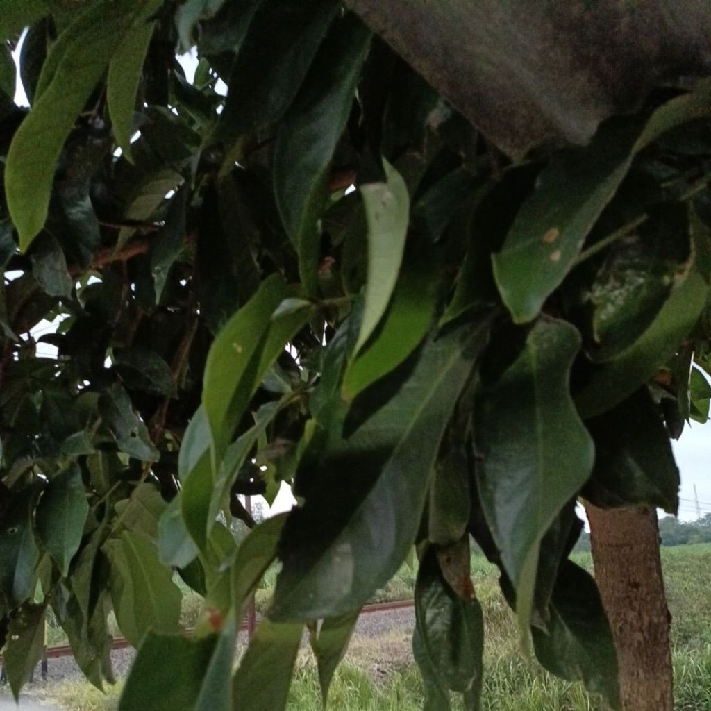 

dauan jambu 10lembar