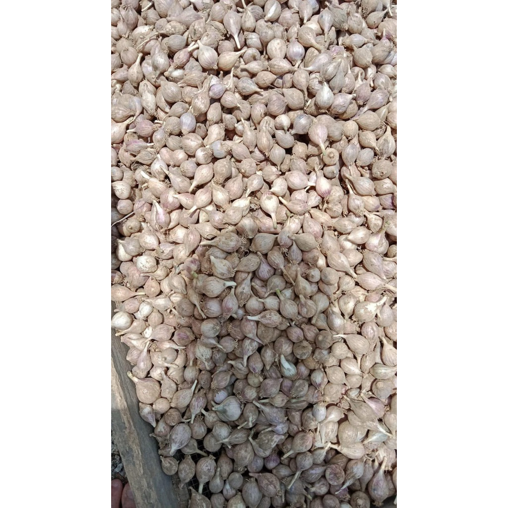 

BAWANG PUTIH TUNGGAL LANANG