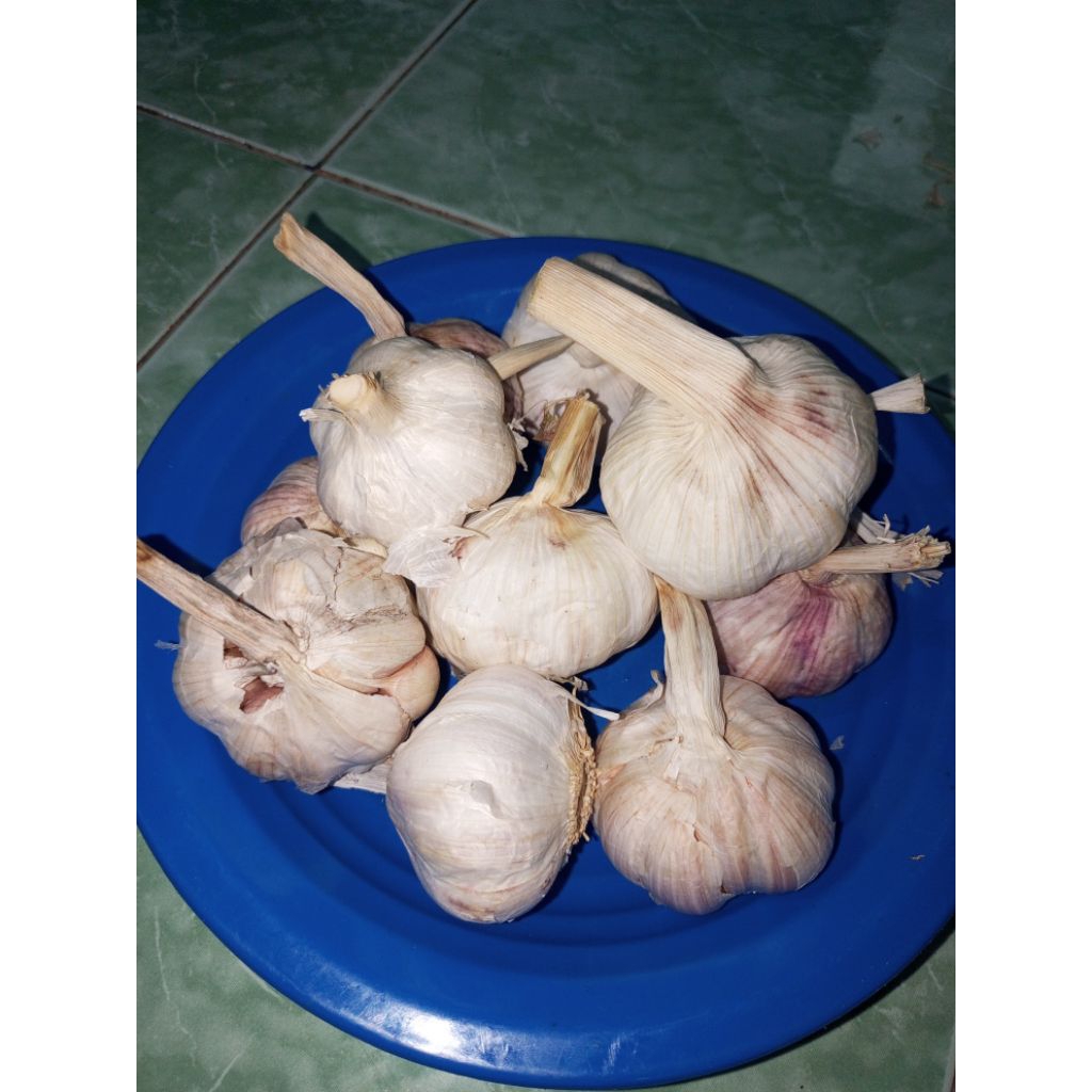 

Bawang Putih Tangkai 1 kg