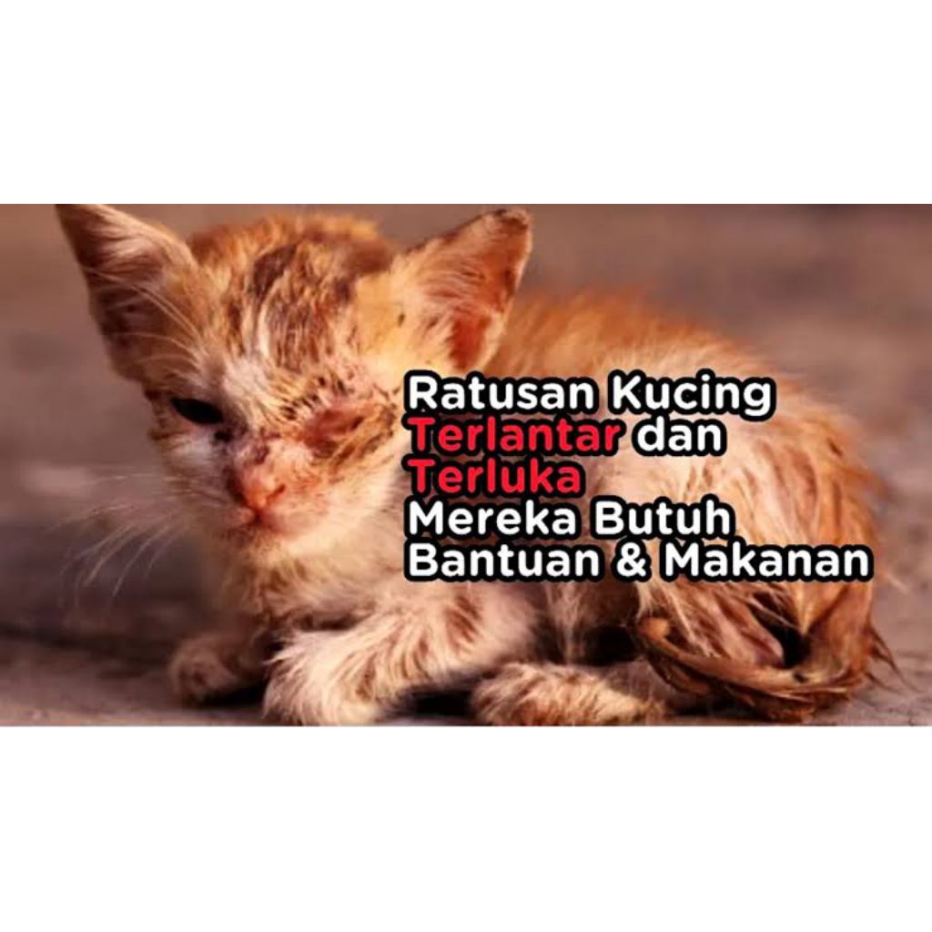 Berbagi Sesama Makhluk (Masyaallah Tabarakallah)