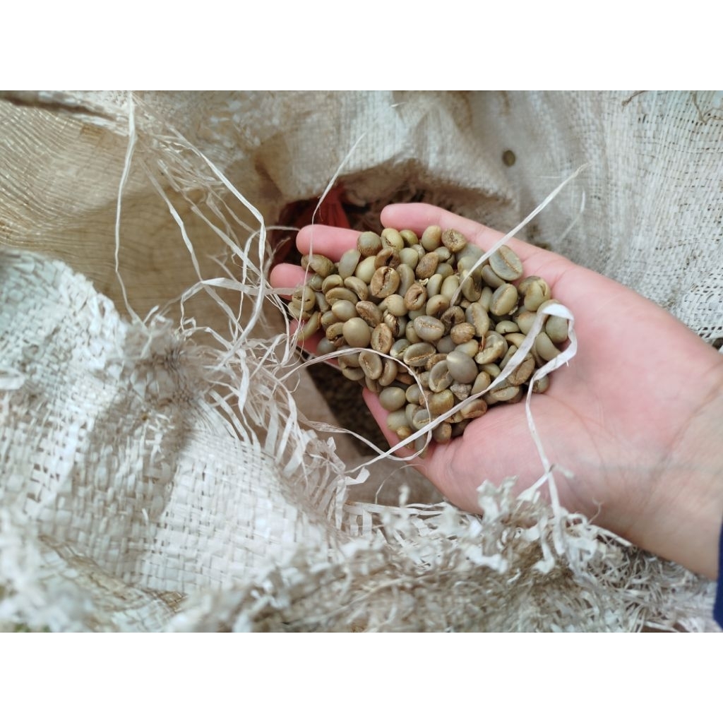 

kopi republik - kopi robusta greenbean 1kg grade A kopi lekap kalibaru banyuwangi