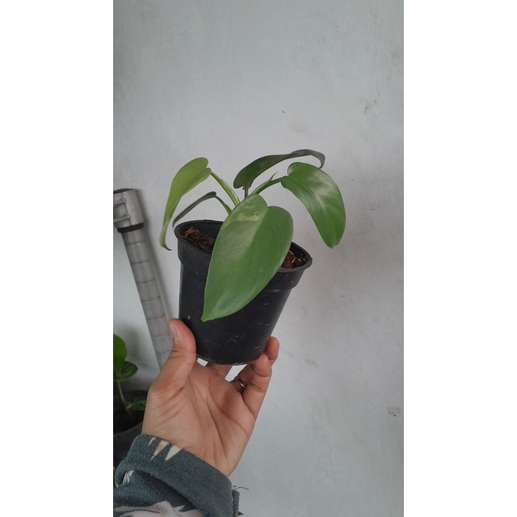 Tanaman Hias Philodendron Violin Variegata