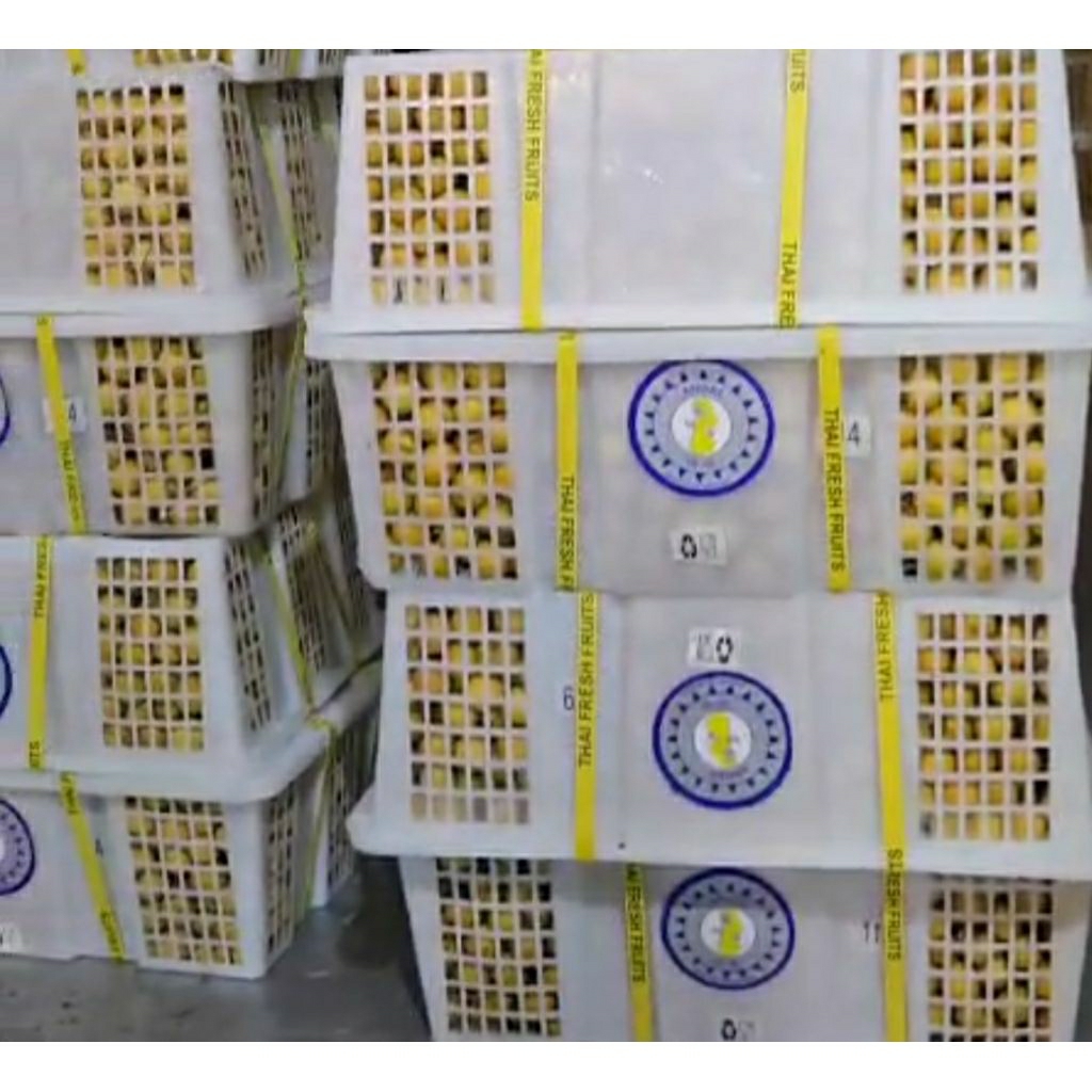 

lengkeng thai jumbo biru/merah keranjang